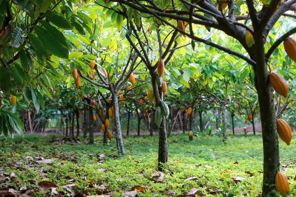 Agroforesterie