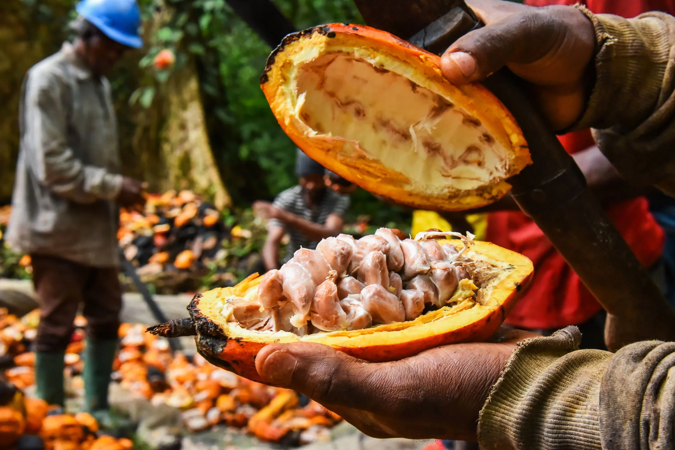 Plantation de cacao